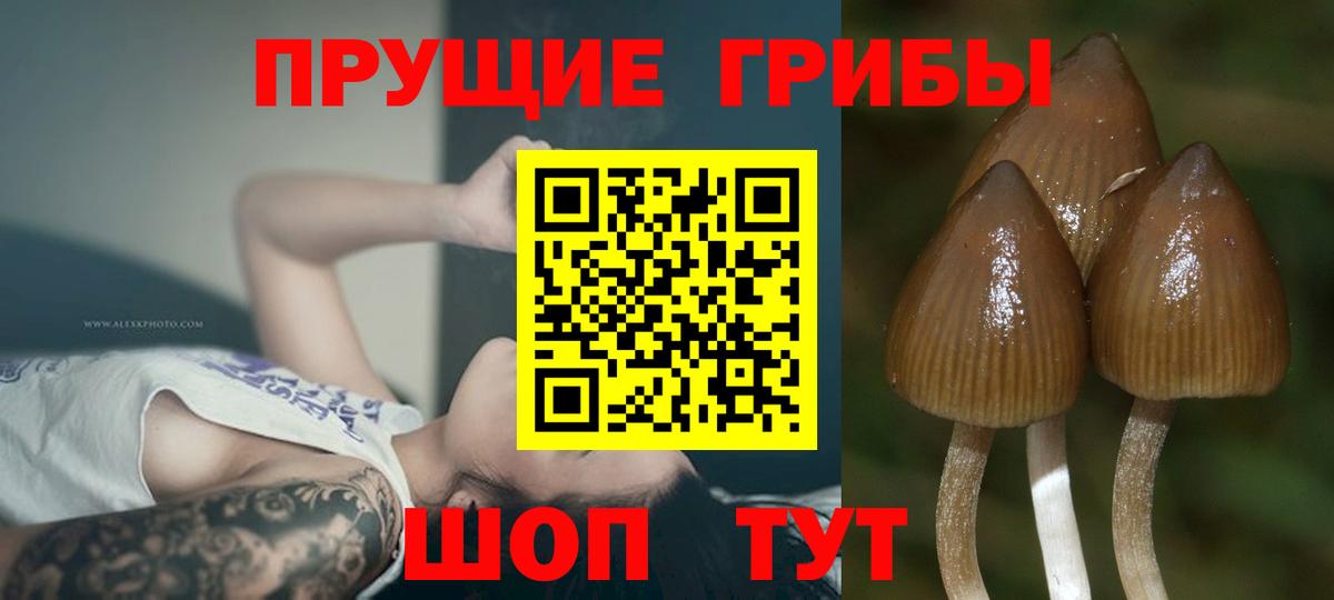 как найти   Псилоцибиновые грибы Psilocybine cubensis  Вход с VPN  Усть-Илимск 